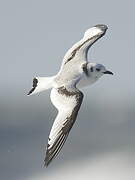 Black-legged Kittiwake