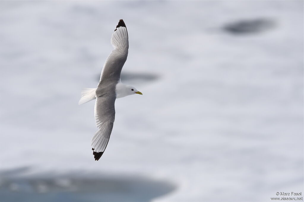 Mouette tridactyleadulte nuptial, Vol