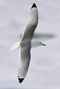 Black-legged Kittiwake