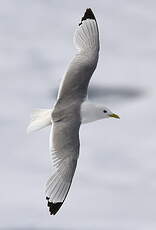 Mouette tridactyle