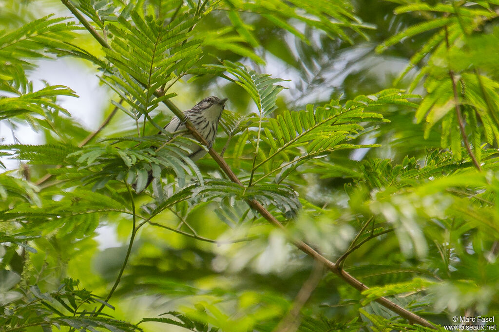 Stripe-chested Antwren male adult, habitat