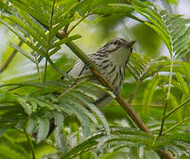 Stripe-chested Antwren