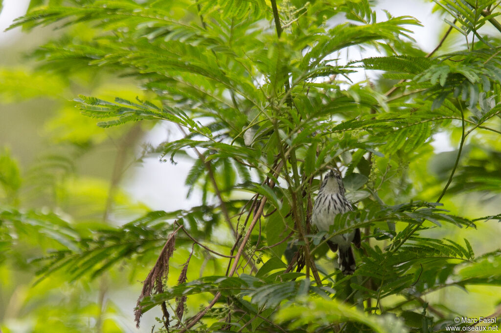 Stripe-chested Antwren male adult