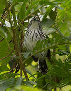 Stripe-chested Antwren