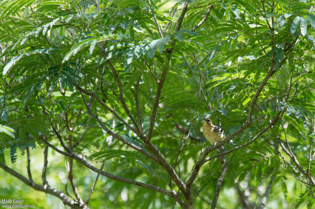 Myrmidon à ventre blanc femelle adulte, identification