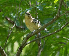 Stripe-chested Antwren