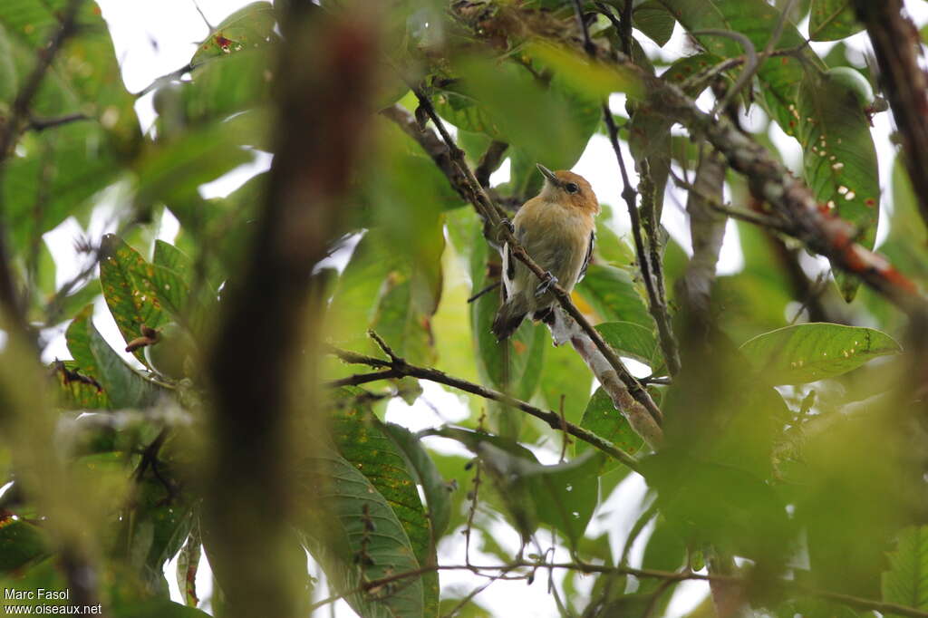 Pacific Antwren female adult, habitat, pigmentation