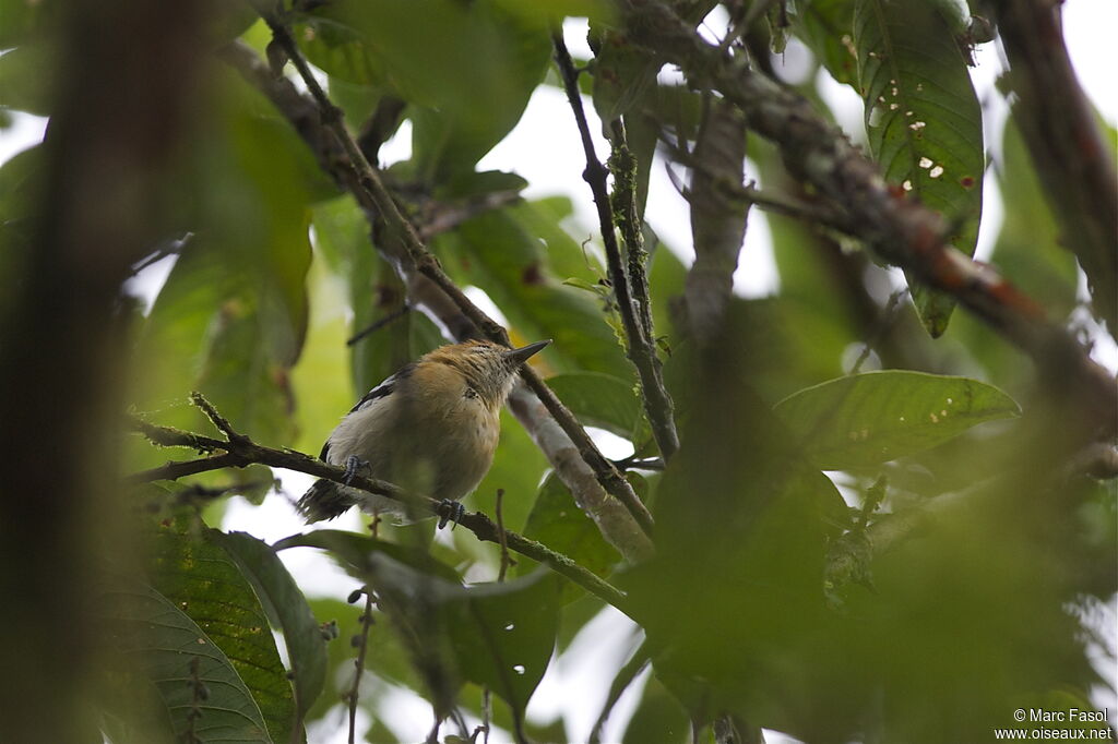 Pacific Antwren female adult, identification