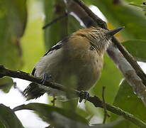 Pacific Antwren