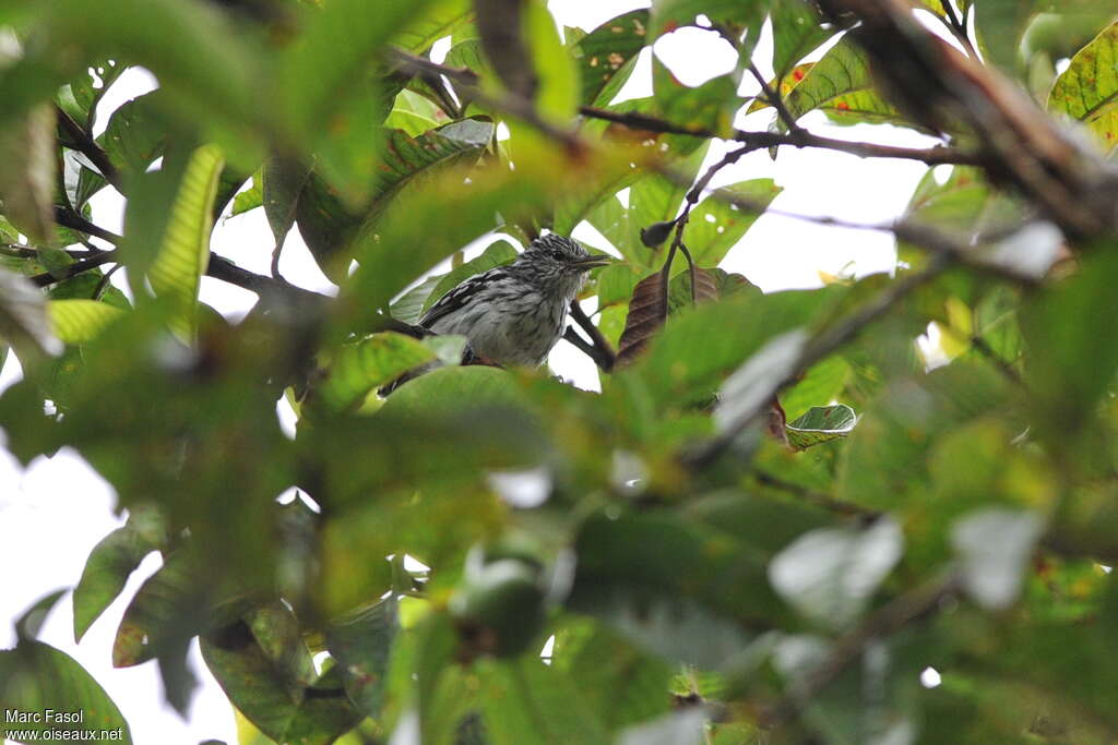 Pacific Antwren male adult, identification