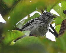 Pacific Antwren