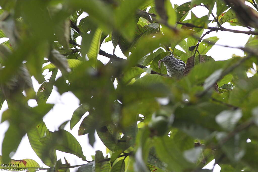 Pacific Antwren male adult, feeding habits