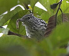 Pacific Antwren