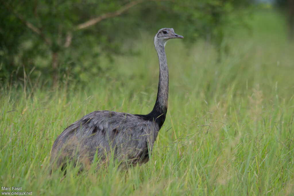 Nandou d'Amériqueadulte, identification