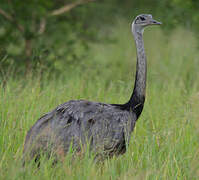 Greater Rhea