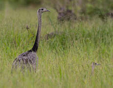 Greater Rhea