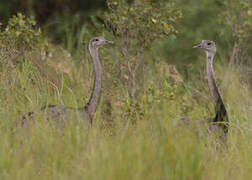 Greater Rhea