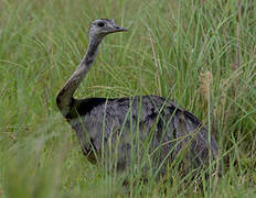 Greater Rhea