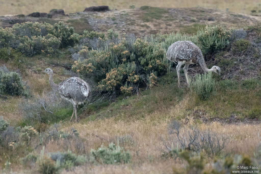 Lesser Rheaadult, eats