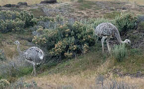 Lesser Rhea