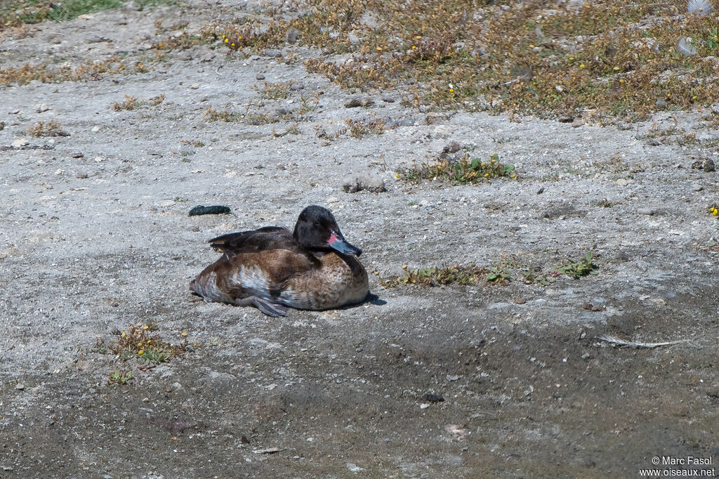 Rosy-billed Pochard male immature