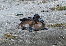 Rosy-billed Pochard