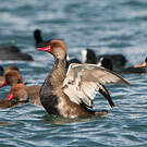 Nette rousse