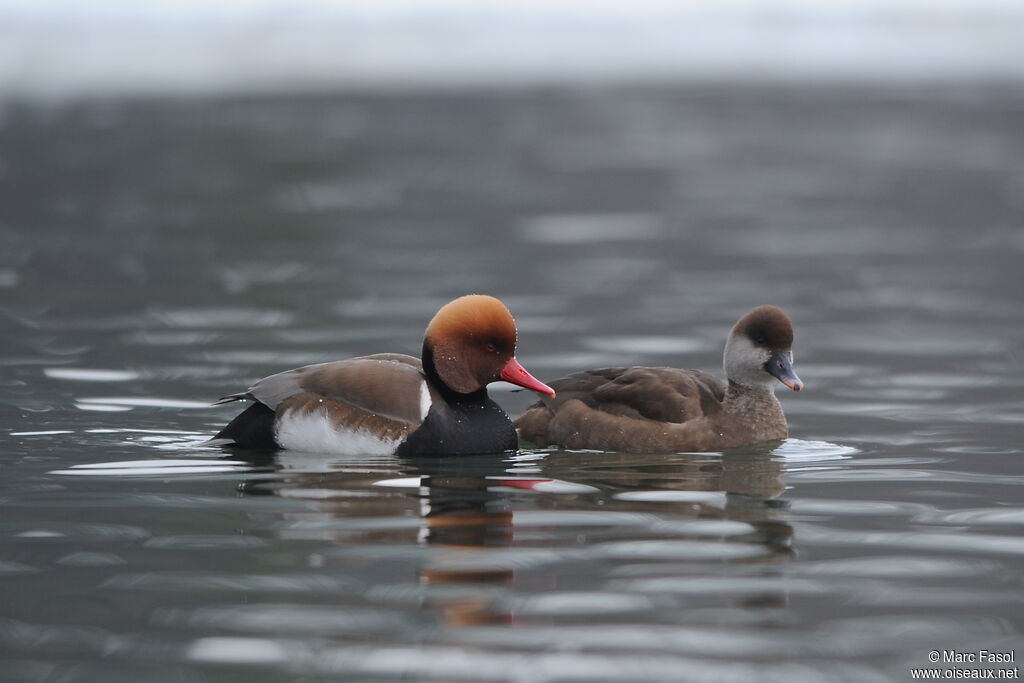 Red-crested Pochard adult breeding, identification