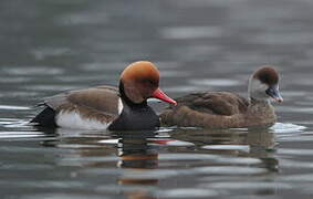 Red-crested Pochard