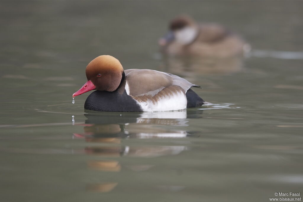 Red-crested Pochard adult breeding, identification