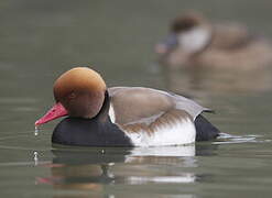 Red-crested Pochard