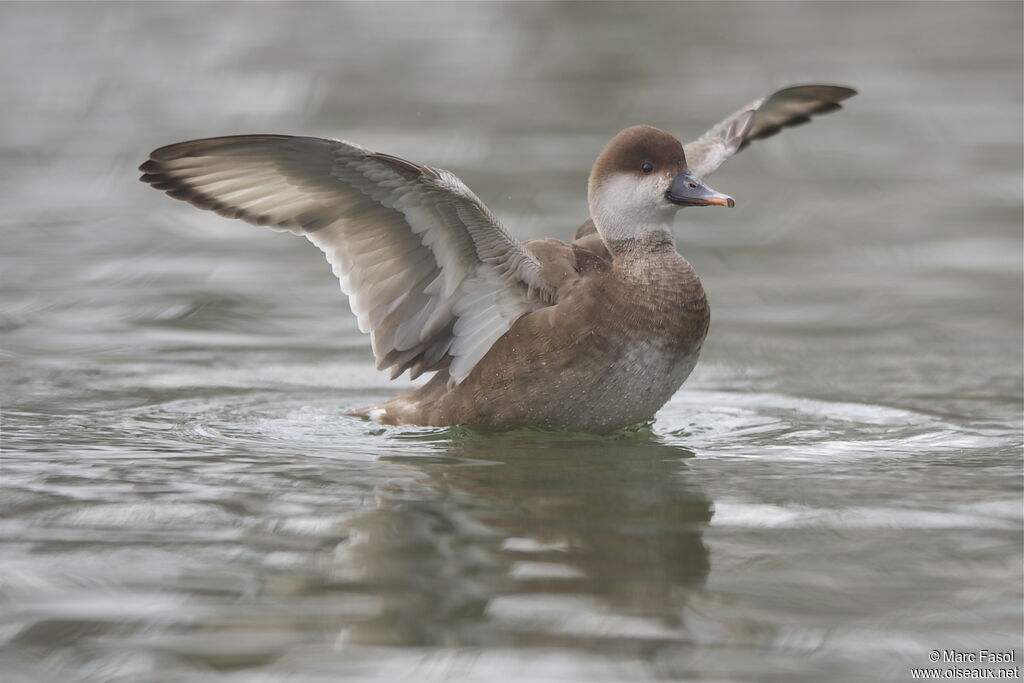 Nette rousse femelle, identification