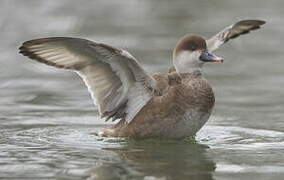 Red-crested Pochard