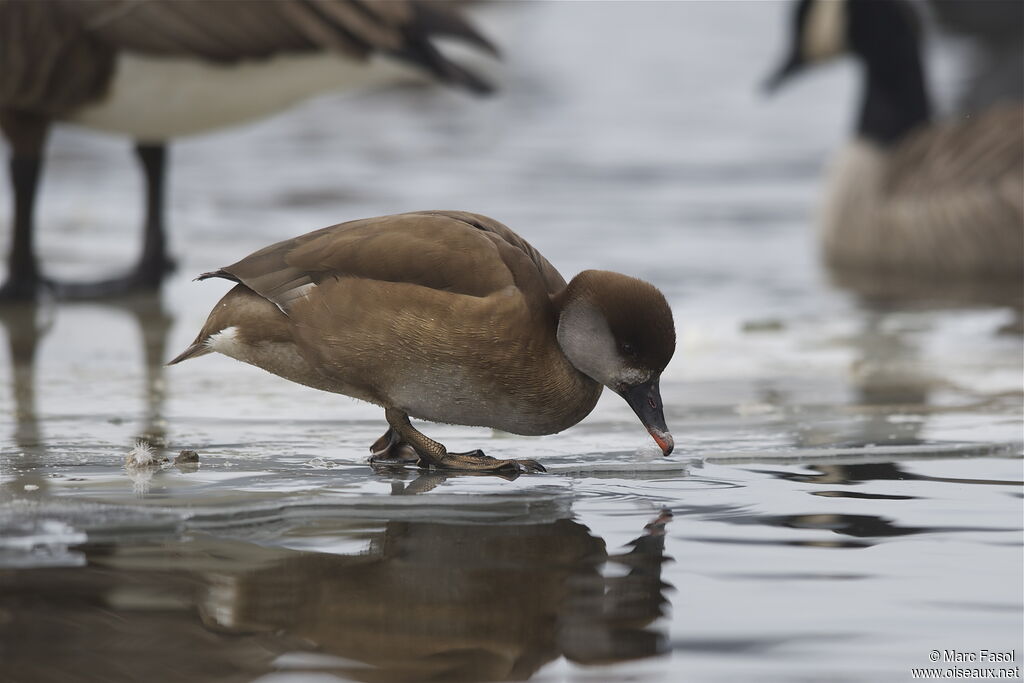 Red-crested Pochard female, identification