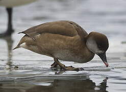 Red-crested Pochard