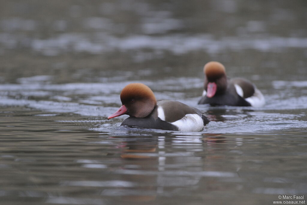 Red-crested Pochard male adult breeding