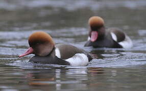 Red-crested Pochard