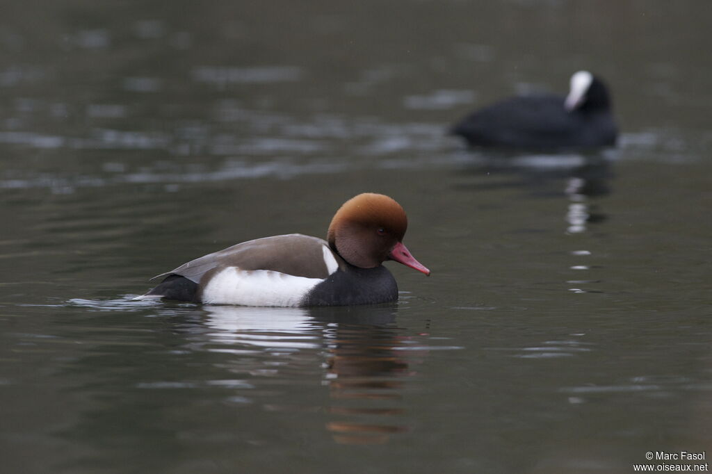 Red-crested Pochard male, identification