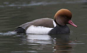 Red-crested Pochard