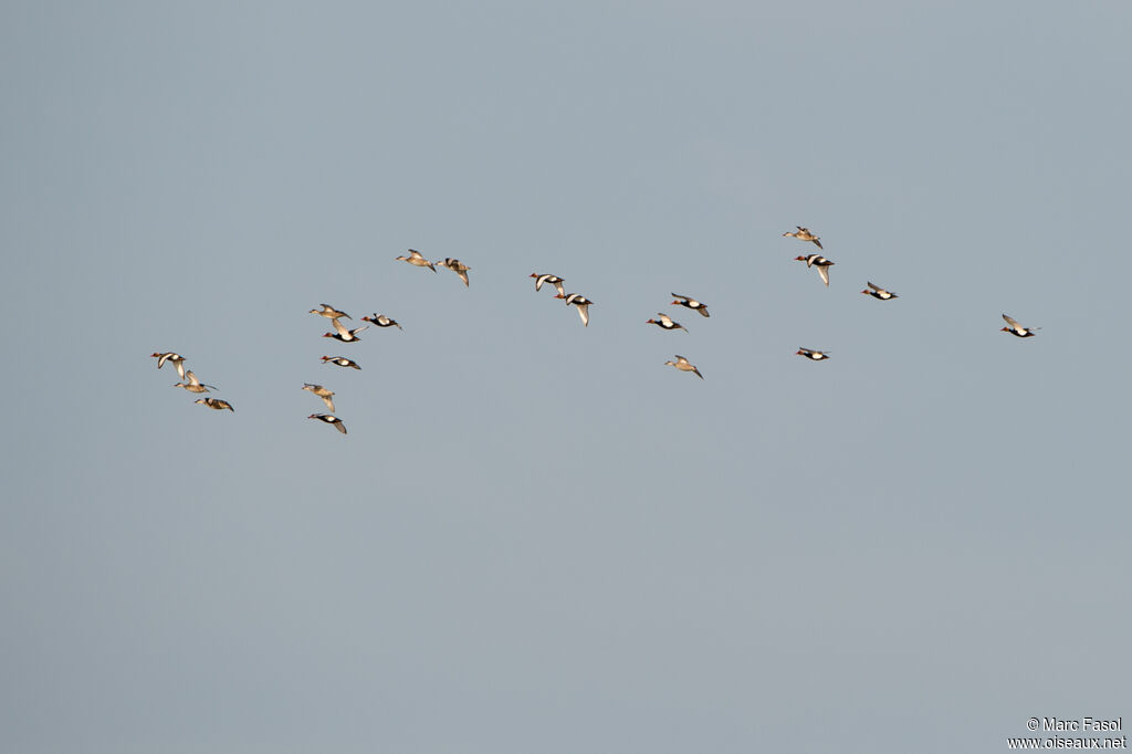 Red-crested Pochard, Flight