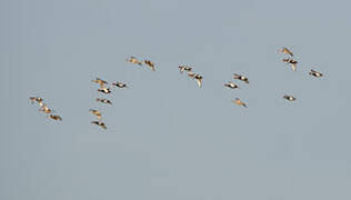 Red-crested Pochard