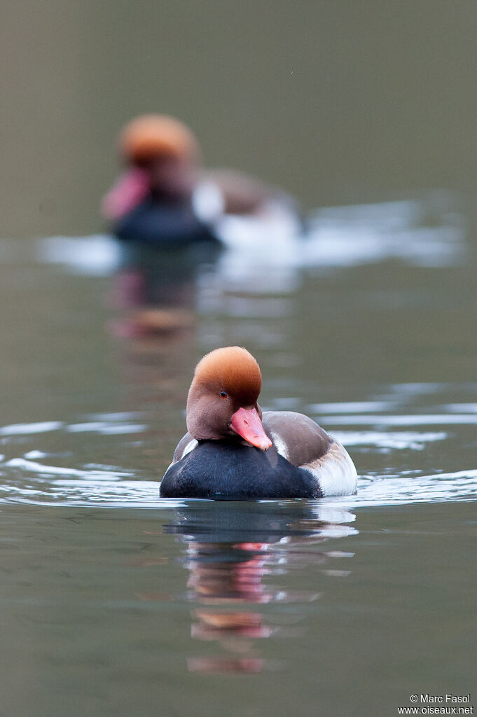 Red-crested Pochardadult, identification, swimming