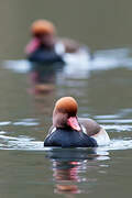 Red-crested Pochard