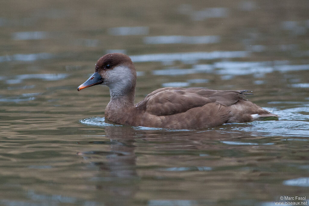 Red-crested Pochard female adult, identification, swimming