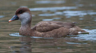 Red-crested Pochard