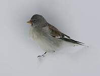 https://www.oiseaux.net/photos/marc.fasol/images/niverolle.alpine.mafa.1p.150.h.jpg
