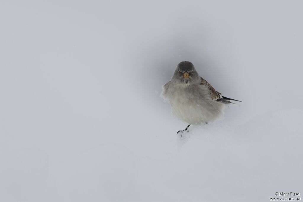 Niverolle alpineadulte internuptial, identification