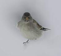 White-winged Snowfinch