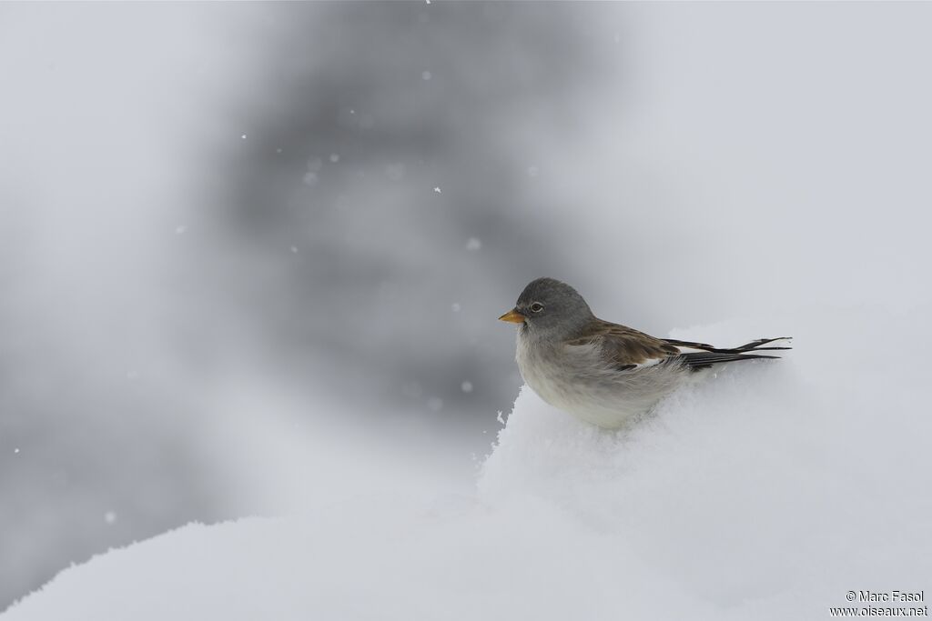 Niverolle alpineadulte internuptial, identification