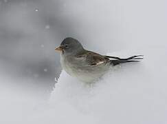 White-winged Snowfinch